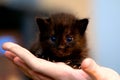 Small black kitten Royalty Free Stock Photo