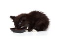 Small black kitten eats from a bowl Royalty Free Stock Photo