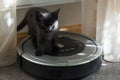 A small black kitten is standing in the room Royalty Free Stock Photo