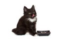 Small black kitten licks its lips Royalty Free Stock Photo