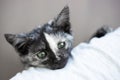 A small black kitten looks out over the man's shoulder. Favorite cute pets