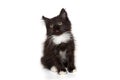 Small black kitten looks up Royalty Free Stock Photo