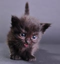 Small black kitten meowing