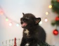 Small black kitten with open mouth in a Christmas interior. Christmas lights in the background.