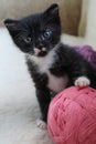 Small black kitten playing with a pink ball of yarn, vertical frame Royalty Free Stock Photo