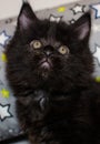 Small black kitten Royalty Free Stock Photo