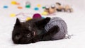 Small black kitten plays with a gray ball of wool