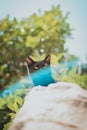 Small black kitten seen from below peeking above a wall, green leaves bokeh in the background. Light blue lens flare reflecting Royalty Free Stock Photo