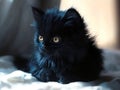 A small black kitten sitting on top of a bed Royalty Free Stock Photo