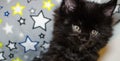 Small black kitten Royalty Free Stock Photo