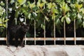 Small black kitten standing on the fence with its eyes closed, meowing at the camera man , wanting to be pet. Its sibling standing