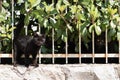 Small black kitten standing on the fence with its eyes closed, meowing at the camera man , wanting to be pet. Its sibling standing