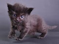 Small black kitten walking jumping and running Royalty Free Stock Photo