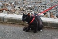 Small Black kitten walks on a leash on the street close-up Royalty Free Stock Photo