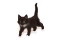 Small black kitten walks Royalty Free Stock Photo