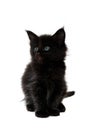 Small black kitten Royalty Free Stock Photo