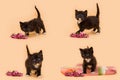 Small black kitten with white spots and flowers Royalty Free Stock Photo