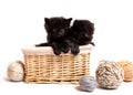 Small black kittens in a basket Royalty Free Stock Photo