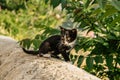 Small black kitty with white paws outdoors.Cute cat sitting on wall trees in background. Adorable baby animal.Beautiful portrait Royalty Free Stock Photo