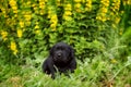 Small black Labrador puppy lying in the garden Royalty Free Stock Photo