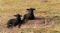 2 small, black lambs lying relaxed in a meadow Royalty Free Stock Photo