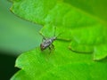 Small black leaf bugs on theleaves Royalty Free Stock Photo