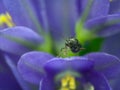 Small black leaf bugs on the water lily flowers Royalty Free Stock Photo