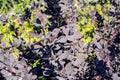 Small black leaves of an exotic plant