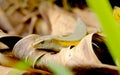 Small black lizard crawling on dry leaves Royalty Free Stock Photo