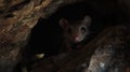 A small black mouse is standing in a dark cave Royalty Free Stock Photo