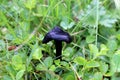 Small black mushroom