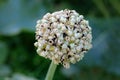 small black onion seeds ripening in autumn Royalty Free Stock Photo