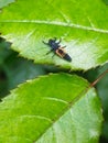 small black-orange insect on green fresh leaves