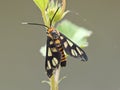 small black orange moth butterfly Royalty Free Stock Photo