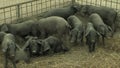 Small black pigs