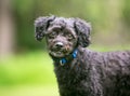 A small black Poodle mixed breed dog outdoors Royalty Free Stock Photo
