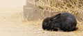 A small black rabbit on a farm. A layout with space for text. Royalty Free Stock Photo