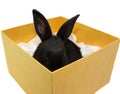 Small, black rabbit in a gift box. Royalty Free Stock Photo