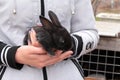 Small black rabbit Royalty Free Stock Photo