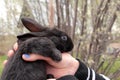 Small black rabbit Royalty Free Stock Photo