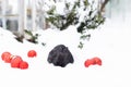 Small black rabbit hiding in snow between red Christmas balls. Royalty Free Stock Photo