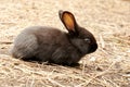 A small black rabbit sits on straw in the sun Royalty Free Stock Photo