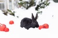 Small black rabbit sitting in snow and sniffing red Christmas ball. Royalty Free Stock Photo