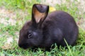 Small black rabbit in the woods Royalty Free Stock Photo