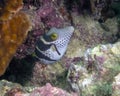 A small Black-saddled Toby Canthigaster valentini