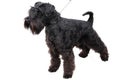 The small black schnauzer