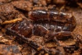 Small Black Scorpion Royalty Free Stock Photo