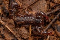 Small Black Scorpion Royalty Free Stock Photo