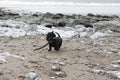 Small black Scottish terrier playing fetch on the beach Royalty Free Stock Photo