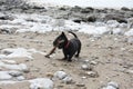 Small black Scottish terrier playing fetch on the beach Royalty Free Stock Photo